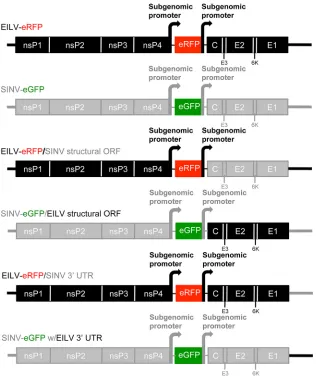 FIG 1 Schematic diagrams of SINV and EILV chimeras.