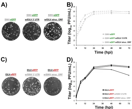 FIG 2 Plaque phenotype and replication kinetics of SINV and EILV chimeras in C7/10 cells
