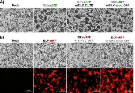FIG 3 Infection of C7/10 cells with SINV (A) and EILV (B) chimeras. C7/10 cells were infected at an MOI of 10