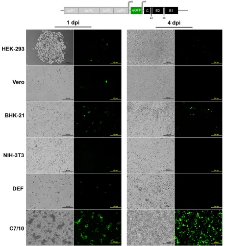FIG 4 Infection of vertebrate and mosquito cell lines with SINV-eGFP with EILV structural ORF