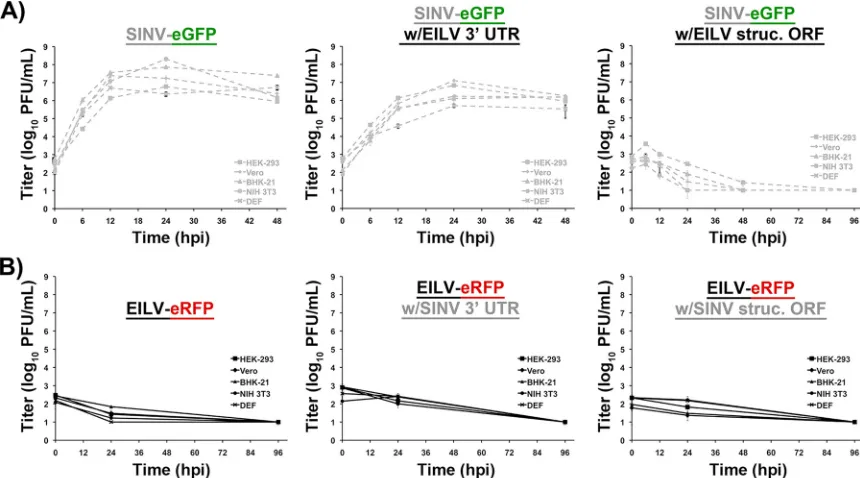 FIG 5 Electroporation of vertebrate cell lines with SINV-eGFP with EILVstructural ORF