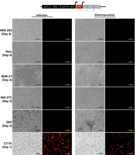 FIG 7 Infection of vertebrate and mosquito cell lines with EILV-eRFP with SINV structural ORF