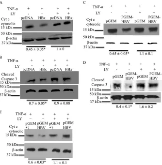 FIG 5 HBx activates the AKT pathway to inhibit apoptosis in primary hepatocytes. (A) Primary rat hepatocytes were transfected with either the pcDNA controlvector or the HBx expression plasmid