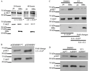 FIG 1 HBx activates AKT in primary rat hepatocytes. (A) Primary rat hepatocytes were transfected with the HBx expression plasmid or the pcDNA controlvector