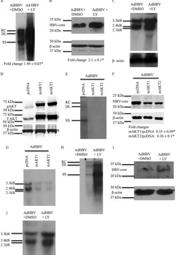 FIG 2 AKT/PI3K signaling reduces HBV replication and HBV mRNA levels. (A) Primary rat hepatocytes were infected with AdHBV, and the cells were treatedwith either LY294002 or the vehicle control