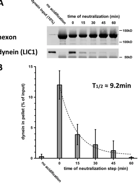 FIG 1 Low-pH priming of hexon for dynein binding is reversible. (A) Immu-noisolated hexon was acidiﬁed, returned to neutral buffer, and kept at neutral-ity for the indicated periods of time on ice before it was incubated with puriﬁeddynein for 1.5 h at 4°C