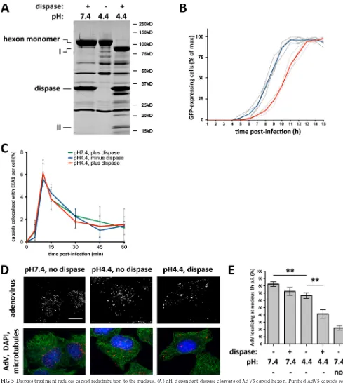 FIG 5 Dispase treatment reduces capsid redistribution to the nucleus. (A) pH-dependent dispase cleavage of AdV5 capsid hexon