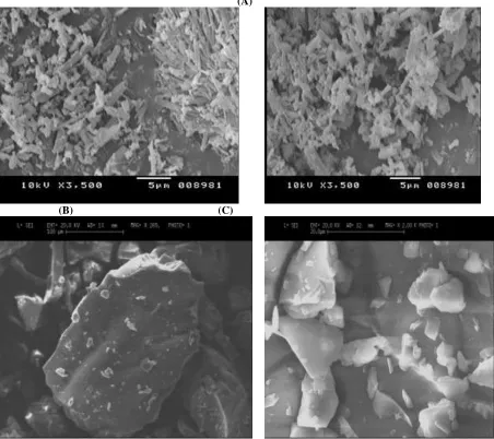 Figure 12: SEM images of A) RTV B) RTV- HPβCD complex C) RTV-RMβCD complex by freeze drying  method 