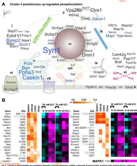 Fig 8. Cluster 4 poststimulus up-regulated phosphorylation substrates within a network of presynaptic proteins and protein kinase substrateprobabilities