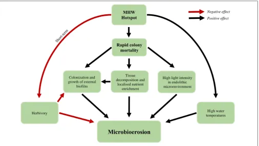 FIGURE 2 | Theoretical combination of abiotic and biotic changes during a marine heatwave that favor accelerated bioerosion by microbial endoliths.