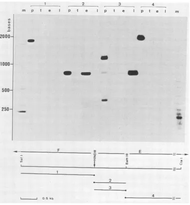 FIG. 6.gel.After(lanesE and Fluorograph of electrophoretically separated nuclease Si-resistant DNA-RNA hybrids