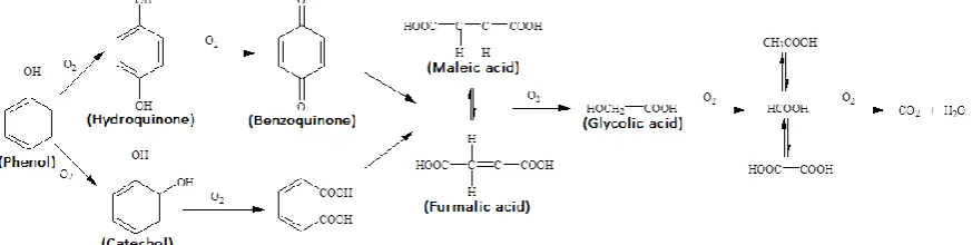 Figure 7: Proposed pathways for the catalytic wet oxidation of phenol on Pt/TiO2 catalyst 