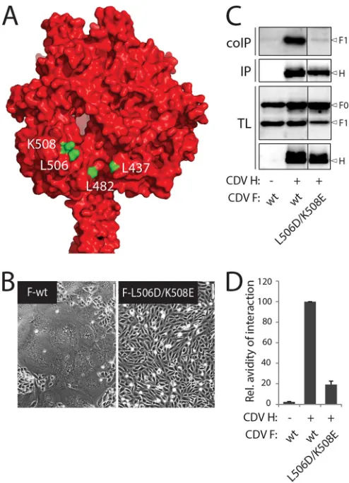 FIG 3 Additive effect on H-F glycoprotein interaction by combined muta-surface assessment of H interaction with cleaved F proteins