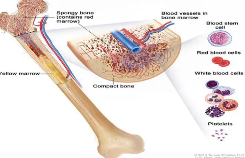 Fig 1: Structure of Bone marrow and different type of cells [1]  
