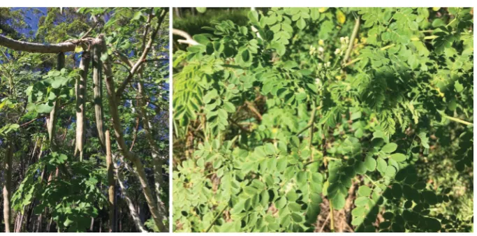 Figure 3: Moringa oleifera tree and seed pods. Photograph by Katherine Harris.