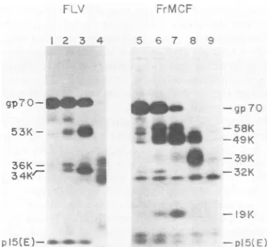 FIG. 4.FLV Diagram indicating orientations and structural features offragments formed upon trypsinization of gp7O from intact and solubilized and FrMCF.