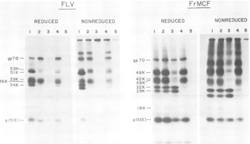 FIG.!*,N*withoaBV-2reducing 5. Analysis of immunoreactivities of FLV and FrMCF gp7O fragments