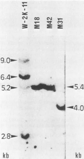 FIG.kbtransformedinM31,agarose32P-labeledDNASV40 the1. Analysis of SV40 DNA sequences in W-2K-11 cells and revertants M18, M31, and M42