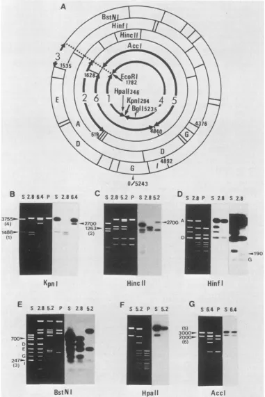 FIG. 2.BstNInucleotideDNAsbromideDNAsRestriction Restriction enzyme mapping of cloned DNA from W-2K-11 cells