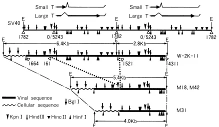 FIG. 5.versionsPhysicalM42restriction Structures of cloned fragments from revertants M18, M31, and M42 and that of corresponding fragments from W-2K-11 cells
