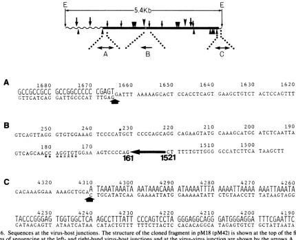 FIG. 6.(A)bottomwithindicatesshown.directions Sequences at the virus-host junctions. The structure of the cloned fragment in pM18 (pM42) is shown at the top of the figure