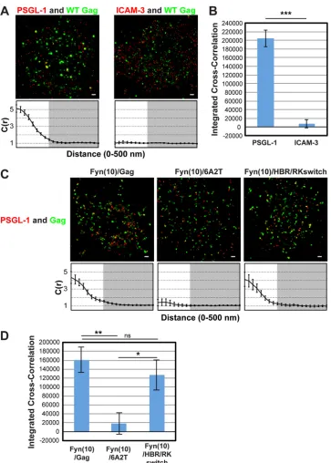 FIG 1 Two-color superresolution microscopy analysis detects MA HBR-dependent coclustering of Gag with PSGL-1 in T cells