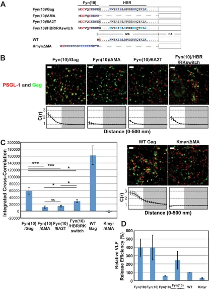 FIG 2 Coclustering of Gag and PSGL-1 in HeLa cells is dependent on the intact MA HBR sequence but does not correlate with Gag membrane binding or VLP