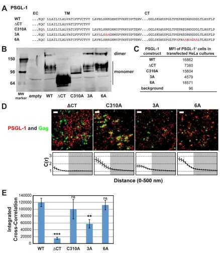 FIG 3 A basic sequence in the cytoplasmic tail of PSGL-1 enhances coclustering with HIV-1 Gag