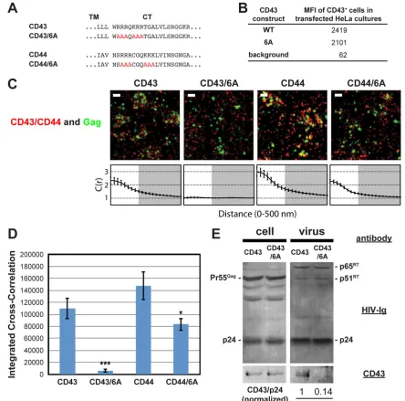FIG 4 Coclustering of CD43 and CD44 with HIV-1 Gag is enhanced by juxtamembrane polybasic sequences