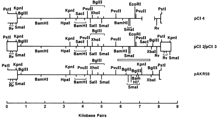 FIG.1.genethoseshownthe Partial restriction endonuclease maps of the pCI and AKV DNA clones