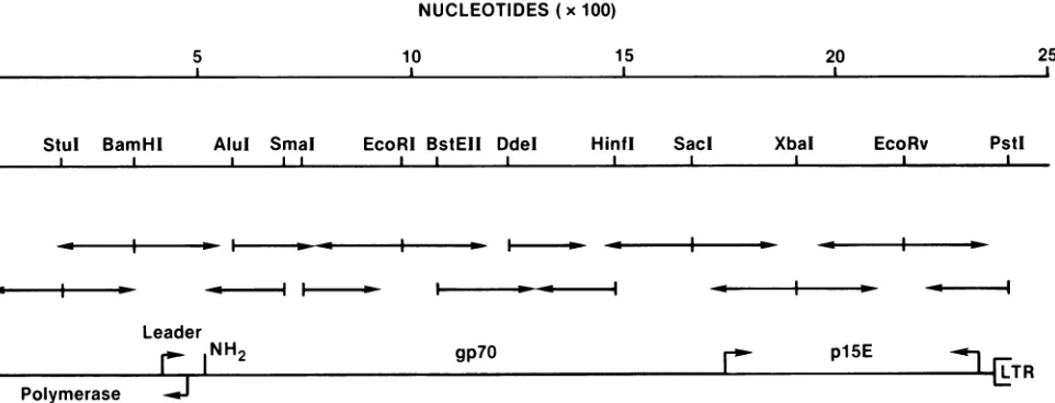 FIG. 2.horizontalnumbering Strategy for sequencing cloned pCI-3 DNA. Arrows show the direction of sequencing from a uniquely labeled end, indicated by a line