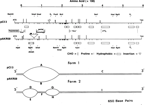 FIG. 6.comparedpCI-4.represent Location of the deletion within the env gene of clone DNAsequences of pCI-3, numberedasinFig.3,are with those obtained from clone pCI-4