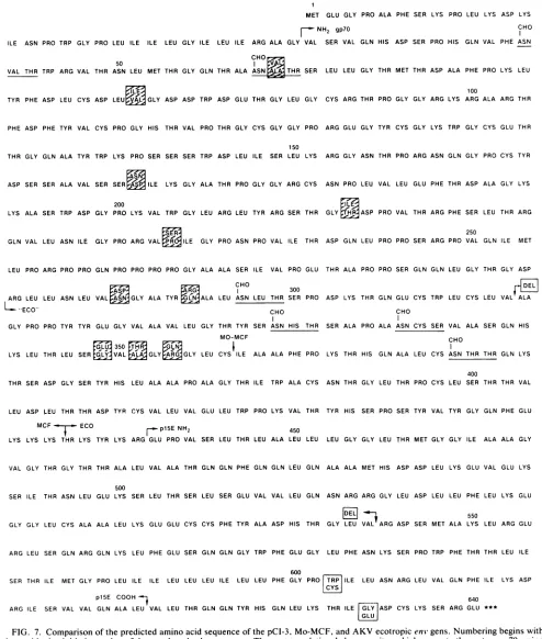 FIG. 7.junctionsthe("Eco"),terminusrelativePotential Comparison of the predicted amino acid sequence of the pCI-3, Mo-MCF, and AKV ecotropic enm' gens