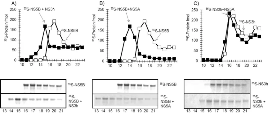 FIG 10 Protein-protein interaction between NS5Ba stable protein complex (B), and NS3h and NS5Ato form a stable protein complex