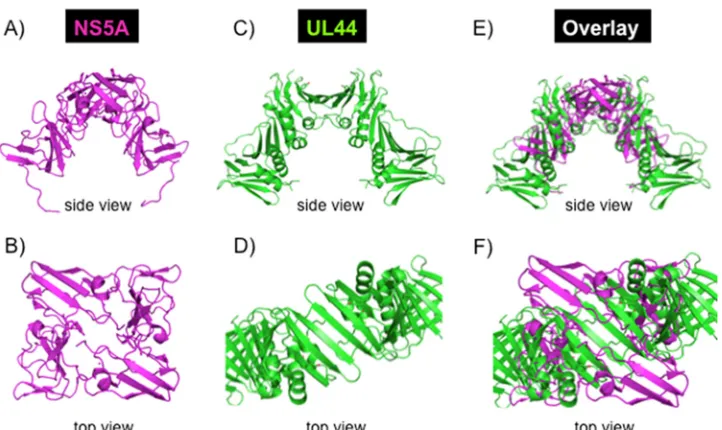 FIG 12 Anserves to recruit HCV polymerase (NS5B) to the template. NS3 helicase increases polymerase activity of NS5B, although it does not directly interact with RPA orNS5A and both NS5A and NS3 are recruited to the RNA template via a series of protein-pro