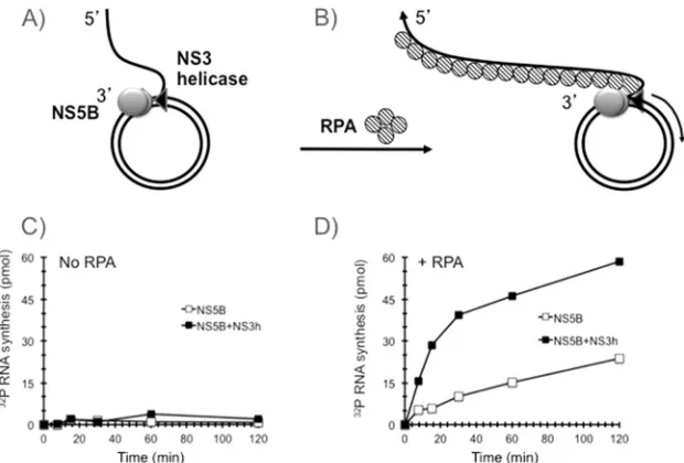 FIG 1 Setting up anNS5A in vitro HCV rolling-circle replication system. (A) Puriﬁcation of HCV proteins and RPA