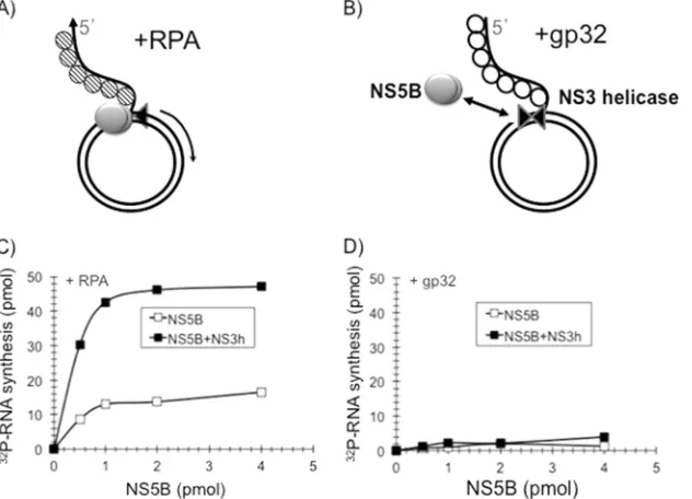 FIG 3 RPA and gp32 interact with RNA. (A)proteins interact with the RNA with similar afﬁnities, producing a supershifted band