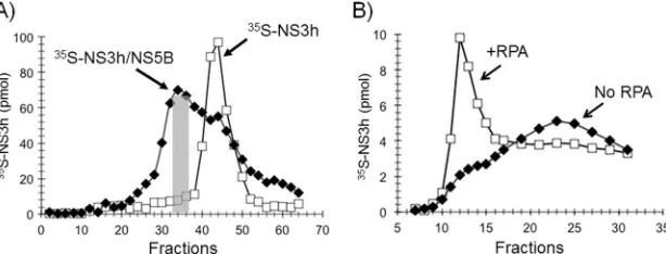 FIG 6 NS5B�21 directly interacts with RPA and NS3. Panels A through D show surface plasmon resonance analysis of interactions between NS5B�21, NS3h,RPA, and T4 gp32