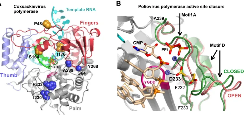 FIG 1 Structure-based modulation of viral RdRP ﬁdelity. (A) Structure of the coxsackievirus B3 3Dpoliovirus 3Dmodulating residues are shown as spheres