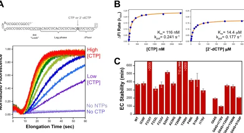 FIG 2 Stopped-ﬂow ﬂuorescence-based elongation and ﬁdelity assays. (A) Structure of the hairpin primer-template RNA used in ﬁdelity experiments