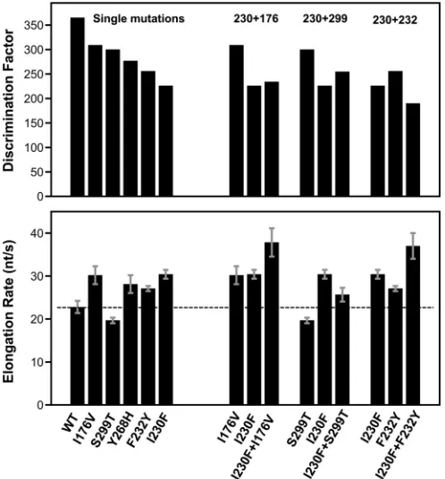 FIG 5 Effects of double mutations on CV 3Dtheir combination as double mutants. The dashed line represents the elonga-tion rate of wild-type 3Dpol function