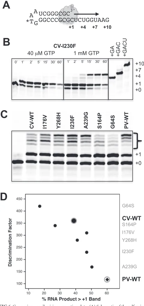 TABLE 3 CV 3Dpol G64S NTP discrimination