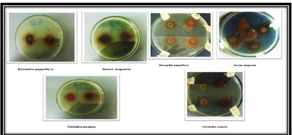 Figure 1 crude extracts against S.aureus 