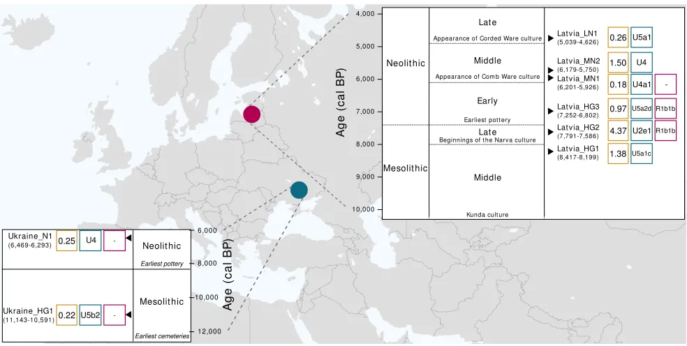Figure 1. Geographic Location and Chronologies for Latvian and Ukrainian SitesRadiocarbon dates (in cal BP) are shown under the sample name