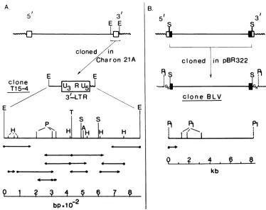 FIG. 1.2-kb different This of Sanger obtained by cleaving the DNA with the indicated Box,4, theofwavy in 3' M13mp7, LTR phage, cloned BLV withThese andwaspBR322