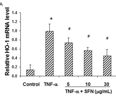 Figure 3. Increasing effect of SFN on HO-1 expres-sion in TNF-α-treated bEnd.3 cells. The mRNA (A) and protein (B) expression levels of HO-1 in TNF-α-induced bEnd.3 cells, with or without SFN treat-ment, were detected with real-time PCR and West-ern blot a
