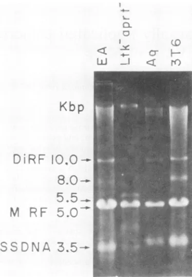 FIG.2.gradientfor[3H]thymidinehorizontalpresencesodium Velocity sedimentation analysis of intracellular viral DNA