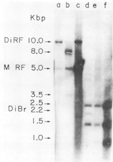Fig. 4.)thatmetastable A possible interpretation of these observationsis both the 10.0-kbp dimer RF DNA and 8.0-kbp DNA are and break down to yield the viral DNA species