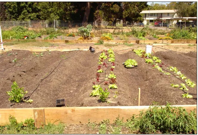 Figure 1. Community Garden (CG) Plot