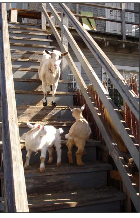 Figure 3. Goats at SLSP Site 